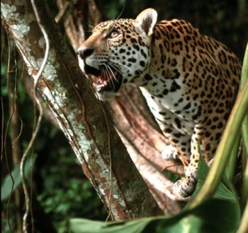 Jaguar: Safari-Ziel für Leute...