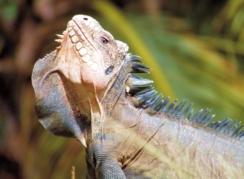 Iguana Delicatissima: Seit der Urzeit im Paradies