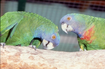 Amazonas Imperialis: Kaiserliche Papageien