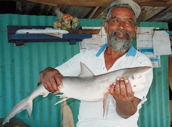 Lebensgefährlich - für Haie: am Fischmarkt in Trinidad..