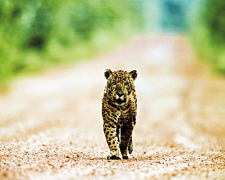 Iwokrama Lodge: Jaguar auf der Straße bei der Lodge