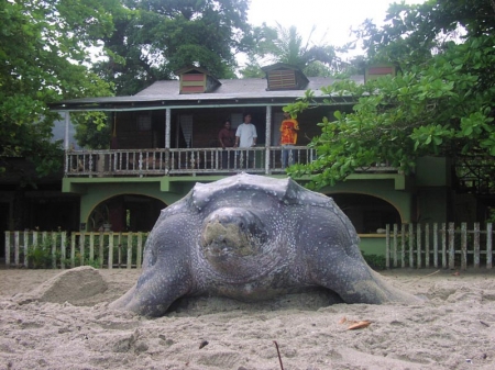 Tortue luth qui pond juste devant la loge