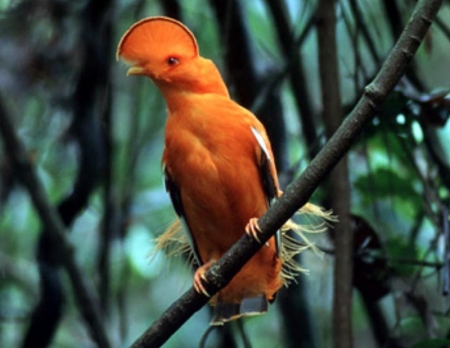 Cock of the Rock: Eine der seltenen Vogelarten, die in Guyana vorkommen